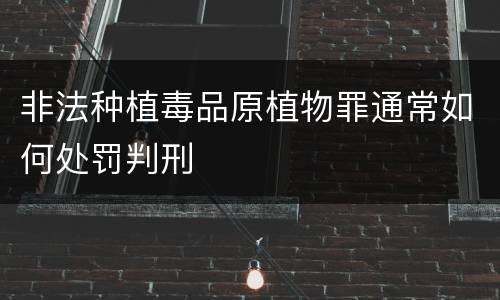 非法种植毒品原植物罪通常如何处罚判刑