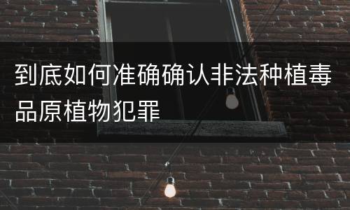 到底如何准确确认非法种植毒品原植物犯罪
