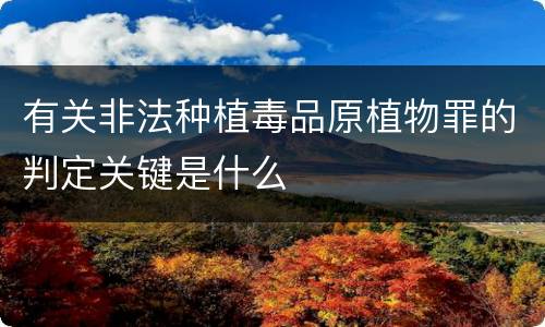 有关非法种植毒品原植物罪的判定关键是什么