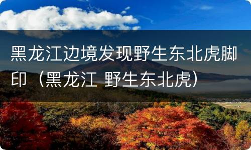 黑龙江边境发现野生东北虎脚印（黑龙江 野生东北虎）
