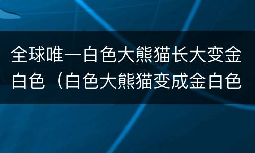 全球唯一白色大熊猫长大变金白色（白色大熊猫变成金白色）