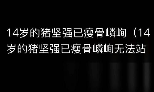 14岁的猪坚强已瘦骨嶙峋（14岁的猪坚强已瘦骨嶙峋无法站立）