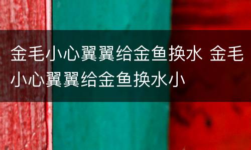金毛小心翼翼给金鱼换水 金毛小心翼翼给金鱼换水小