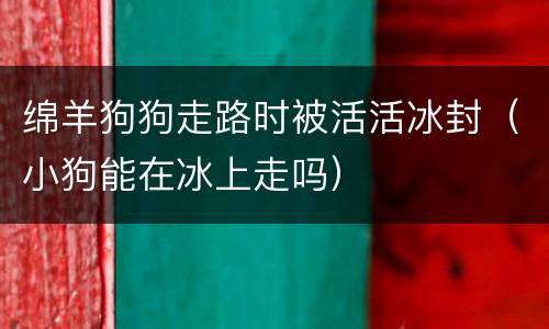 绵羊狗狗走路时被活活冰封（小狗能在冰上走吗）