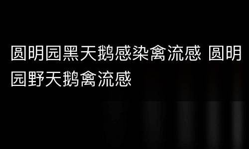 圆明园黑天鹅感染禽流感 圆明园野天鹅禽流感