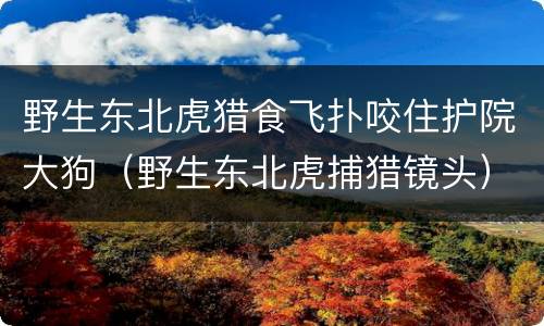 野生东北虎猎食飞扑咬住护院大狗（野生东北虎捕猎镜头）