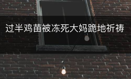 过半鸡苗被冻死大妈跪地祈祷