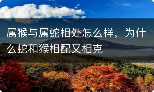 属猴与属蛇相处怎么样，为什么蛇和猴相配又相克
