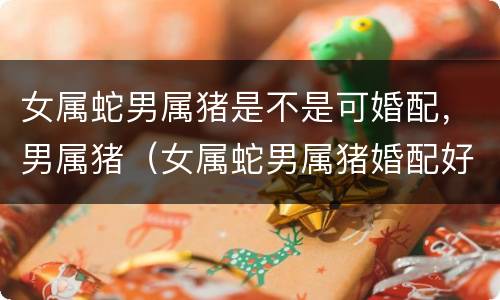 女属蛇男属猪是不是可婚配，男属猪（女属蛇男属猪婚配好吗）