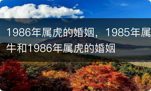 1986年属虎的婚姻，1985年属牛和1986年属虎的婚姻