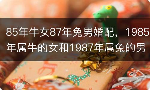 85年牛女87年兔男婚配，1985年属牛的女和1987年属兔的男怎么样