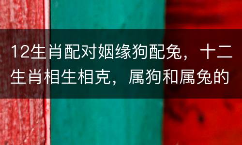 12生肖配对姻缘狗配兔，十二生肖相生相克，属狗和属兔的般配吗？