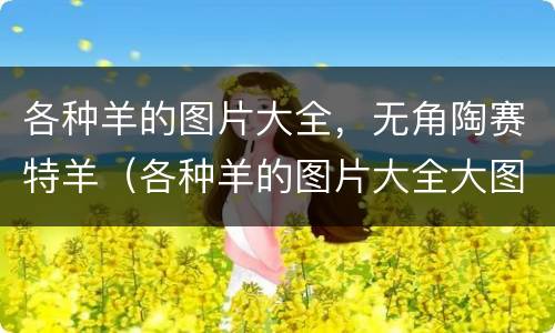 各种羊的图片大全，无角陶赛特羊（各种羊的图片大全大图 儿童画）