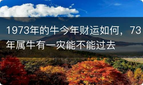 1973年的牛今年财运如何，73年属牛有一灾能不能过去