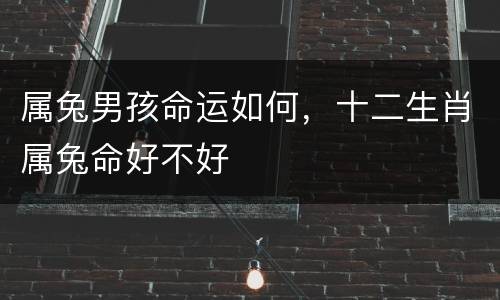 属兔男孩命运如何，十二生肖属兔命好不好