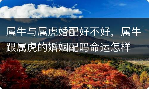 属牛与属虎婚配好不好，属牛跟属虎的婚姻配吗命运怎样