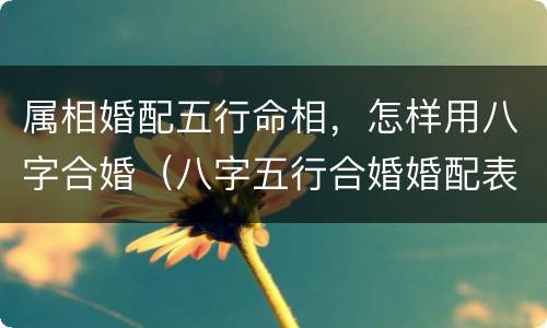 属相婚配五行命相，怎样用八字合婚（八字五行合婚婚配表）