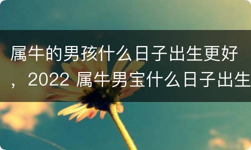 属牛的男孩什么日子出生更好，2022 属牛男宝什么日子出生好