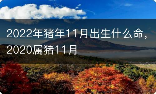 2022年猪年11月出生什么命，2020属猪11月