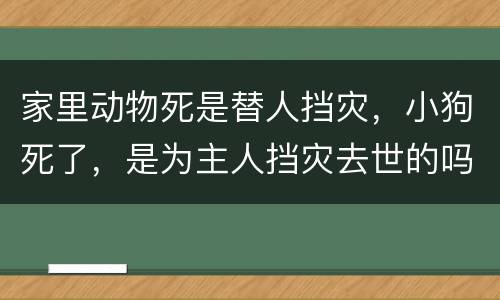 家里动物死是替人挡灾，小狗死了，是为主人挡灾去世的吗