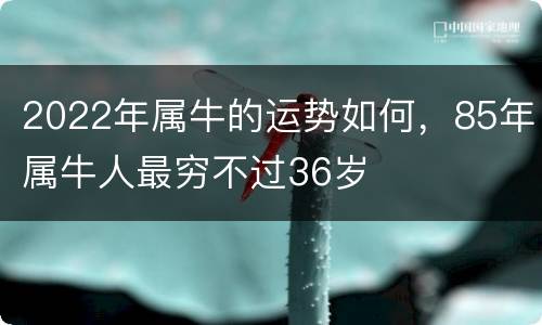 2022年属牛的运势如何，85年属牛人最穷不过36岁