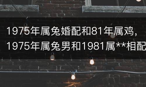 1975年属兔婚配和81年属鸡，1975年属兔男和1981属**相配吗