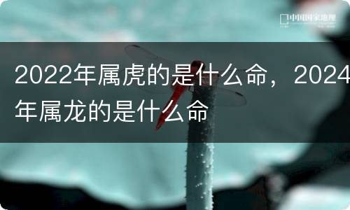 2022年属虎的是什么命，2024年属龙的是什么命