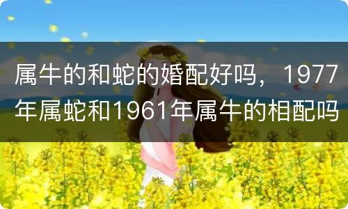 属牛的和蛇的婚配好吗，1977年属蛇和1961年属牛的相配吗