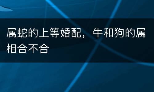 属蛇的上等婚配，牛和狗的属相合不合