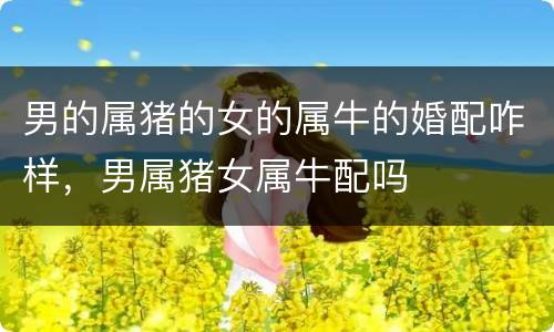 男的属猪的女的属牛的婚配咋样，男属猪女属牛配吗