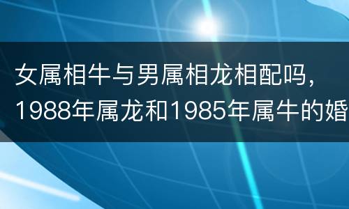 女属相牛与男属相龙相配吗，1988年属龙和1985年属牛的婚