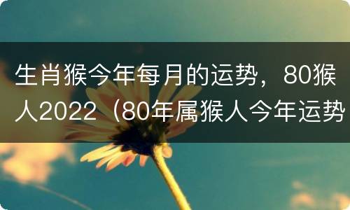 生肖猴今年每月的运势，80猴人2022（80年属猴人今年运势2022年每月运势）