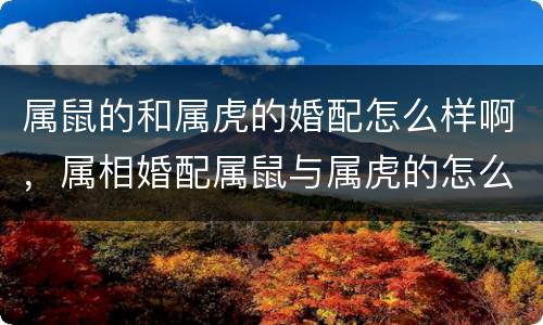 属鼠的和属虎的婚配怎么样啊，属相婚配属鼠与属虎的怎么样