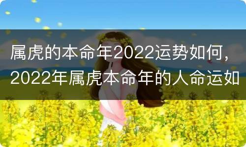 属虎的本命年2022运势如何，2022年属虎本命年的人命运如何