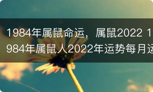 1984年属鼠命运，属鼠2022 1984年属鼠人2022年运势每月运势