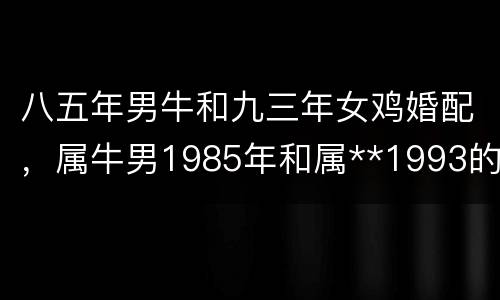 八五年男牛和九三年女鸡婚配，属牛男1985年和属**1993的配吗