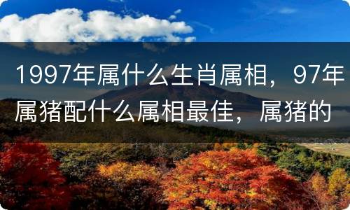 1997年属什么生肖属相，97年属猪配什么属相最佳，属猪的最