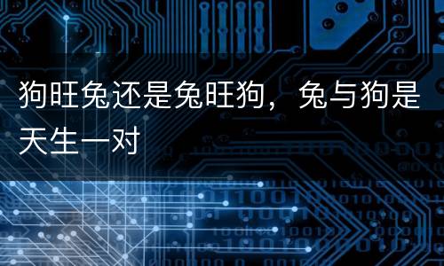 狗旺兔还是兔旺狗，兔与狗是天生一对