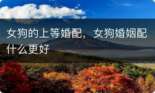 女狗的上等婚配，女狗婚姻配什么更好