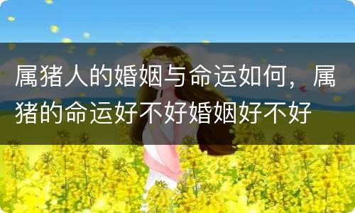 属猪人的婚姻与命运如何，属猪的命运好不好婚姻好不好