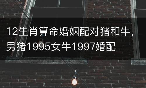 12生肖算命婚姻配对猪和牛，男猪1995女牛1997婚配