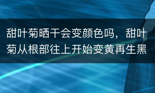 甜叶菊晒干会变颜色吗，甜叶菊从根部往上开始变黄再生黑点慢慢变黑是什么病
