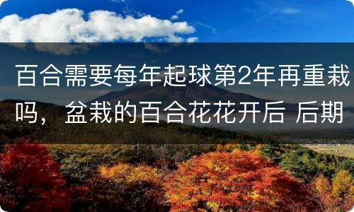 百合需要每年起球第2年再重栽吗，盆栽的百合花花开后 后期如何处理？