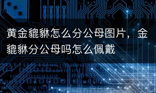 黄金貔貅怎么分公母图片，金貔貅分公母吗怎么佩戴