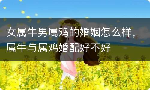 女属牛男属鸡的婚姻怎么样，属牛与属鸡婚配好不好