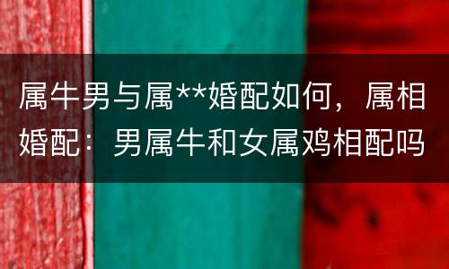 属牛男与属**婚配如何，属相婚配：男属牛和女属鸡相配吗
