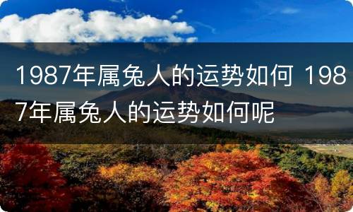 1987年属兔人的运势如何 1987年属兔人的运势如何呢