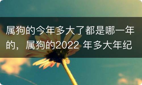 属狗的今年多大了都是哪一年的，属狗的2022 年多大年纪
