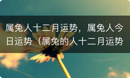 属兔人十二月运势，属兔人今日运势（属兔的人十二月运势）