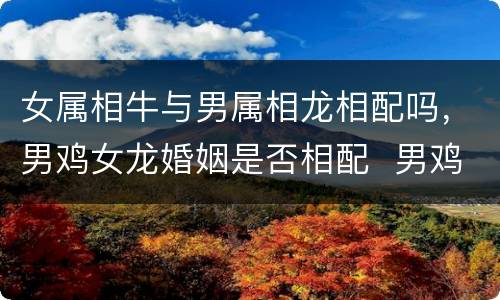 女属相牛与男属相龙相配吗，男鸡女龙婚姻是否相配  男鸡女龙婚